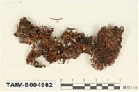 藏品(球粉衣屬)的圖片